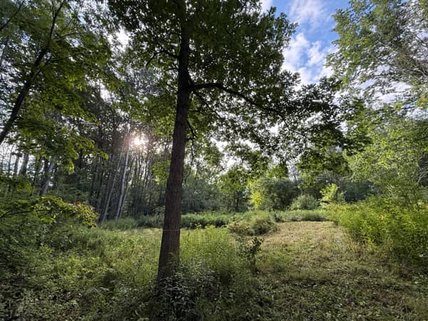 The back portion of the lot, heavily wooded with a clear forest floor.