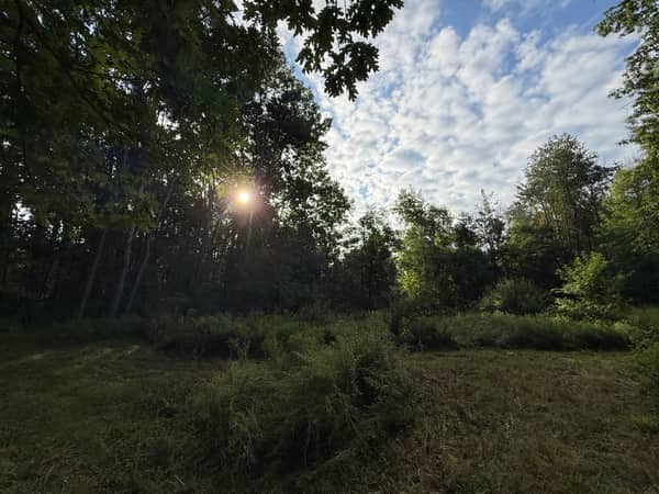 Sunlight breaking through the canopy at the rear of the property.