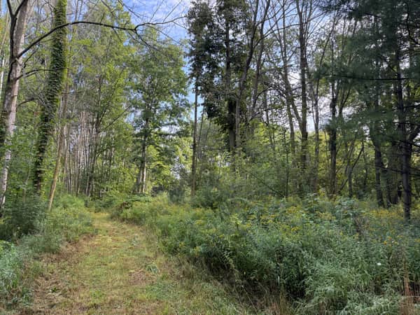 The cleared building envelope, an open grassy area ready for excavation.