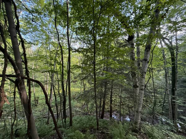 Mature trees along the lower slope near the Trout Creek corridor at the back of the property.
