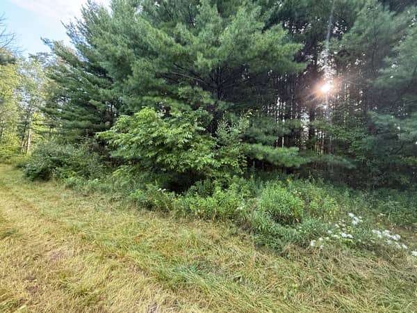 Sunlight through the treeline at the front of the wooded lot.