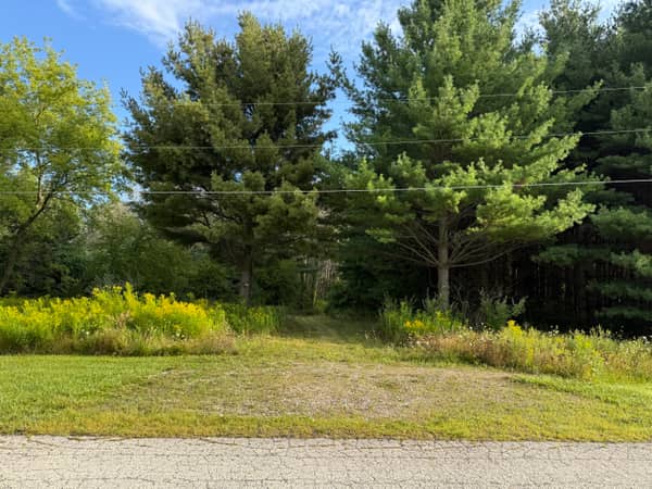 The 2.68-acre lot seen from the road, framed by two mature white pines with goldenrod along the front edge.
