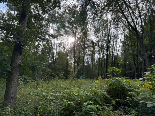 Tall oak, maple and poplar trees rising above the understory in the middle of the lot.