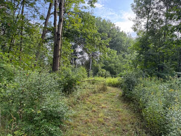 Mature hardwood canopy over ferns and low brush.