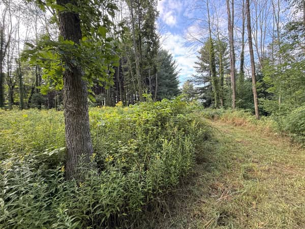 A mix of pine and hardwood near the front third of the lot.