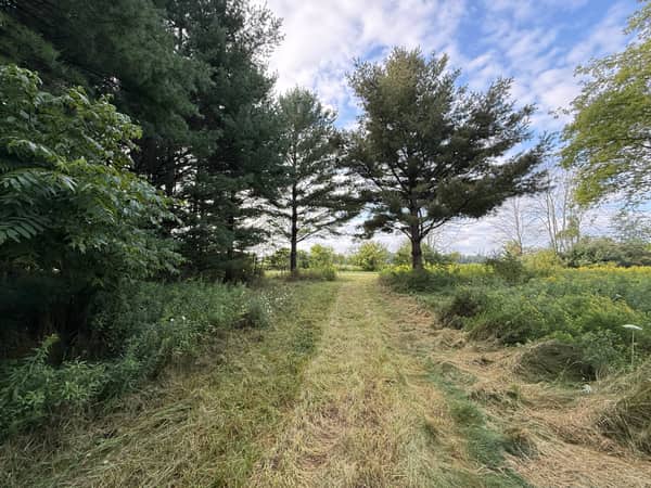 Mature pines screening the front of the lot from the road, with the mowed trail leading in.