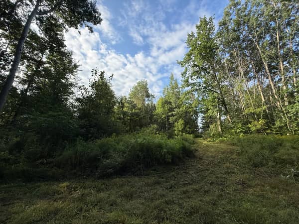 Woods along the rear of the property near the creek corridor.