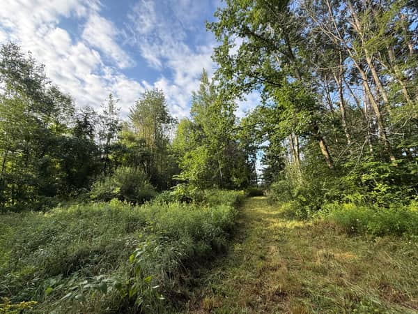The mowed trail heading back toward the road through the hardwoods.
