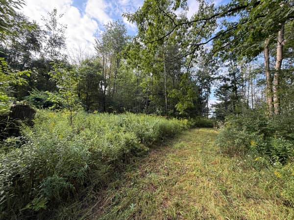 Open woods on either side of the walking trail.