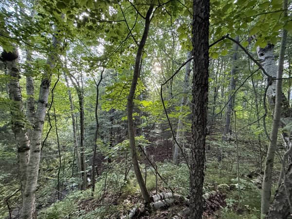 The crest of the ridge at the back of the property under a full canopy.