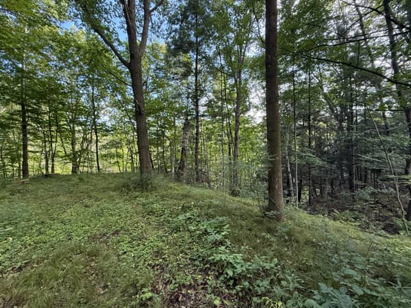 The ground beginning to fall away down the wooded ridge toward Trout Creek.