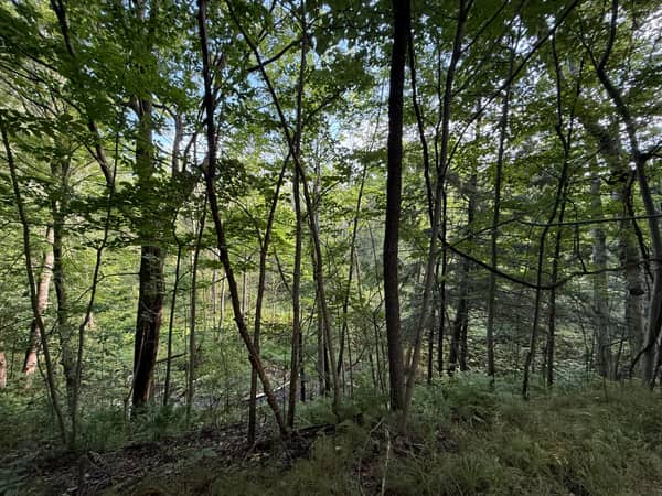 The sloping ridge at the rear of the lot, dropping toward the creek bottom.