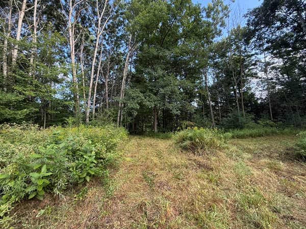 Green summer understory beneath the hardwood canopy.