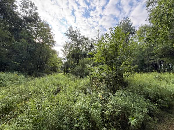 Ferns and wildflowers crowding the edges of the mowed trail.
