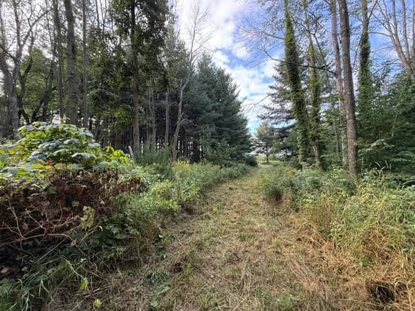 The trail leading back out to the road between mature pines.