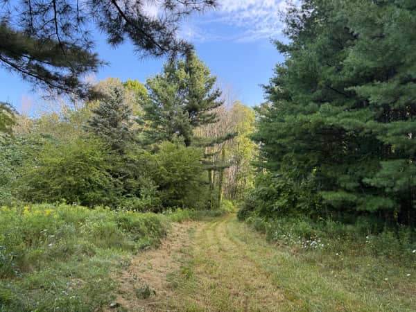 The mowed trail entering the woods from the road between tall pines.