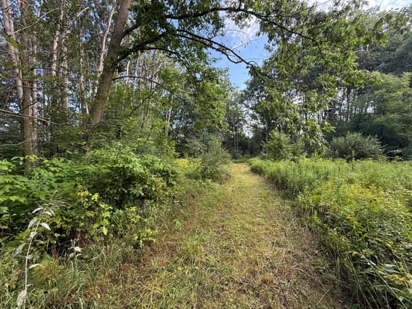 The mowed trail continuing toward the back of the property through mid-lot woods.