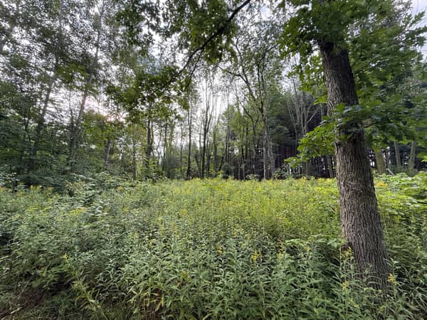 The mowed walking trail winding between stands of hardwoods and summer brush.