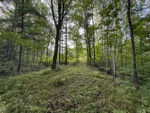 A mowed trail running through tall hardwoods on the 2.68-acre wooded lot.
