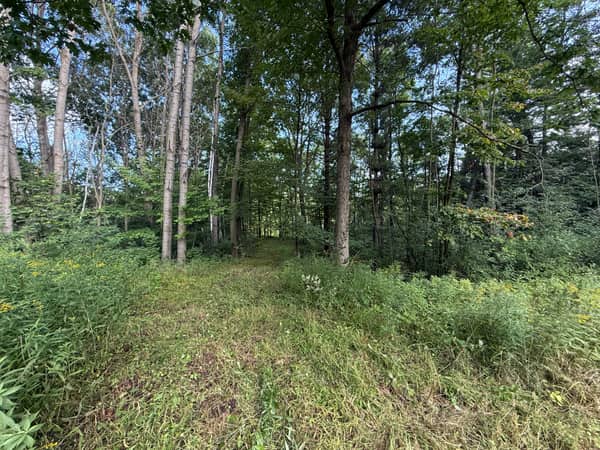 The trail heading toward the ridge at the back of the property.