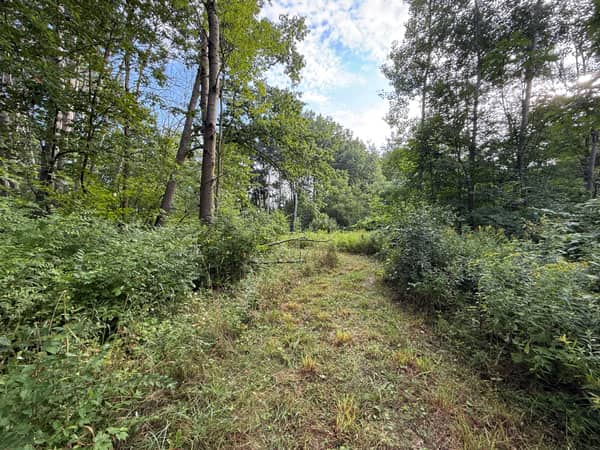 Dense summer foliage and mature trunks in the interior of the wooded lot.
