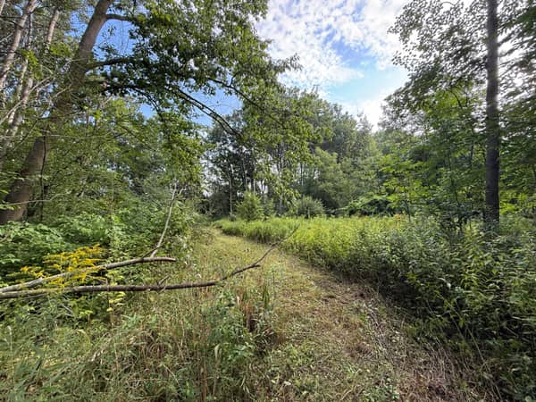 Straight hardwood trunks with an open, walkable forest floor beneath.