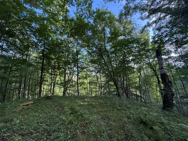 Looking up the wooded ridge, with the slope dropping toward the creek behind.